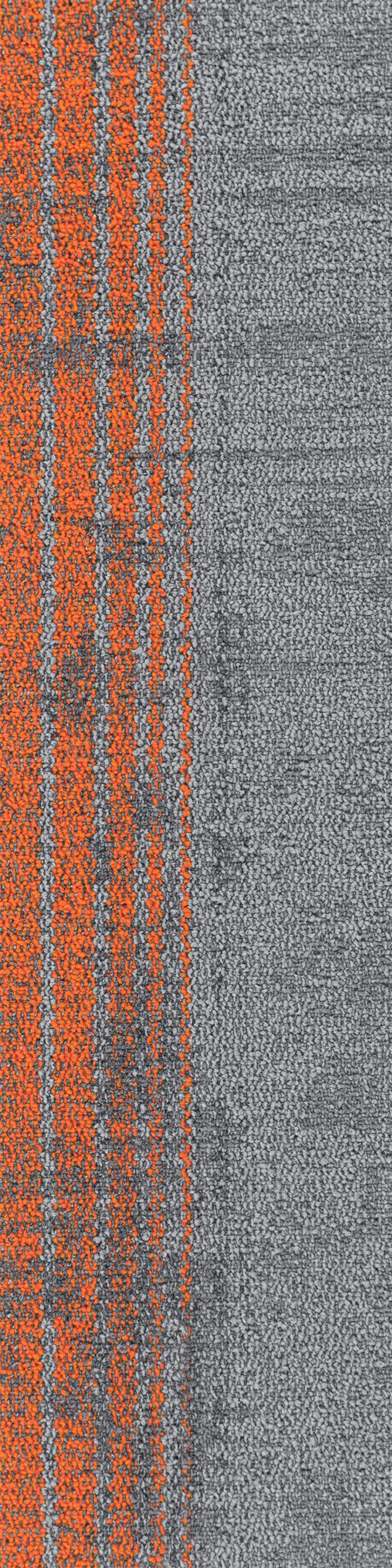 C01P1211-06 秋槿