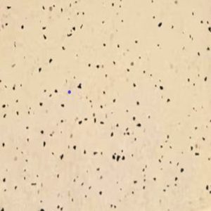 SML7308 Beige